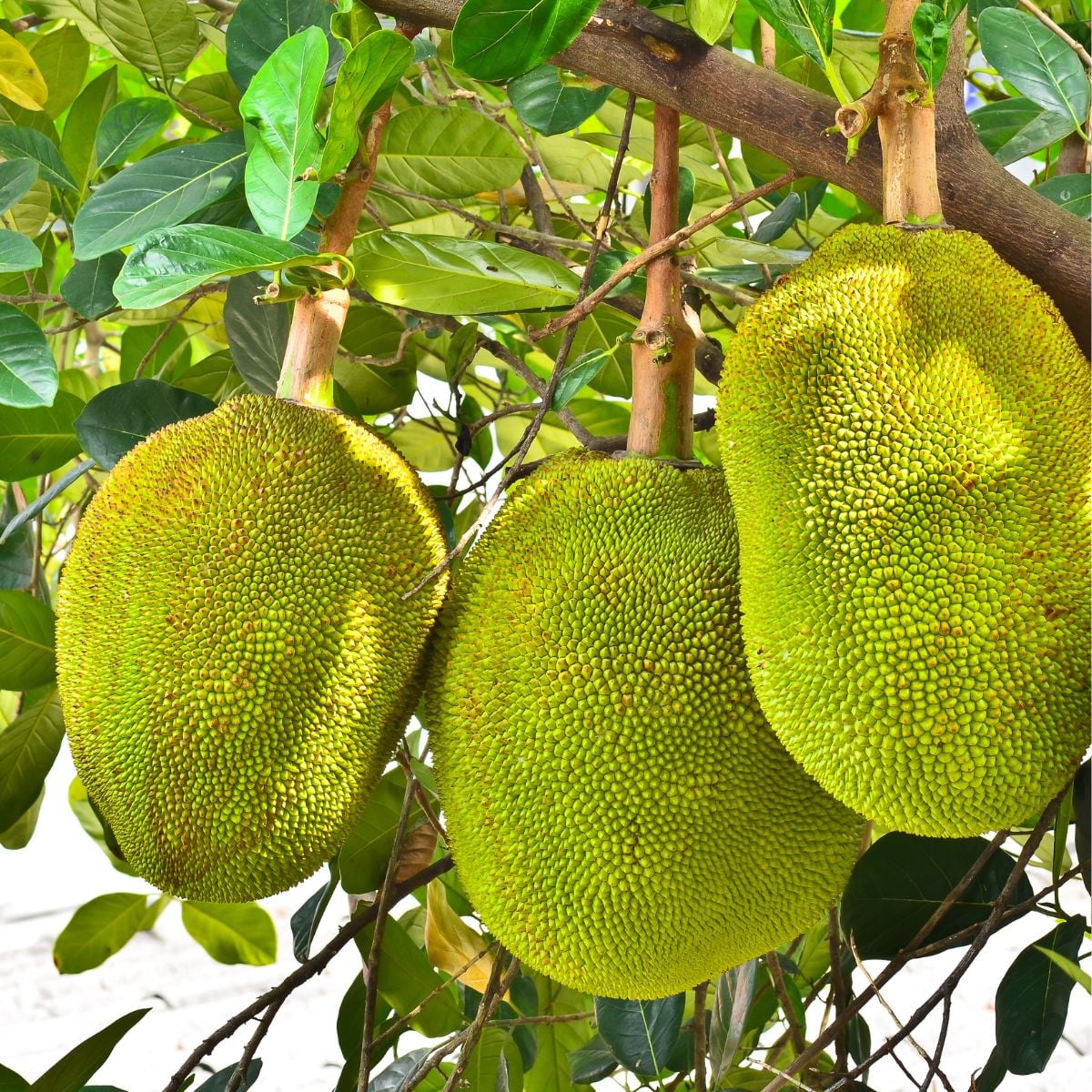 Jackfruit hanging from a tree.