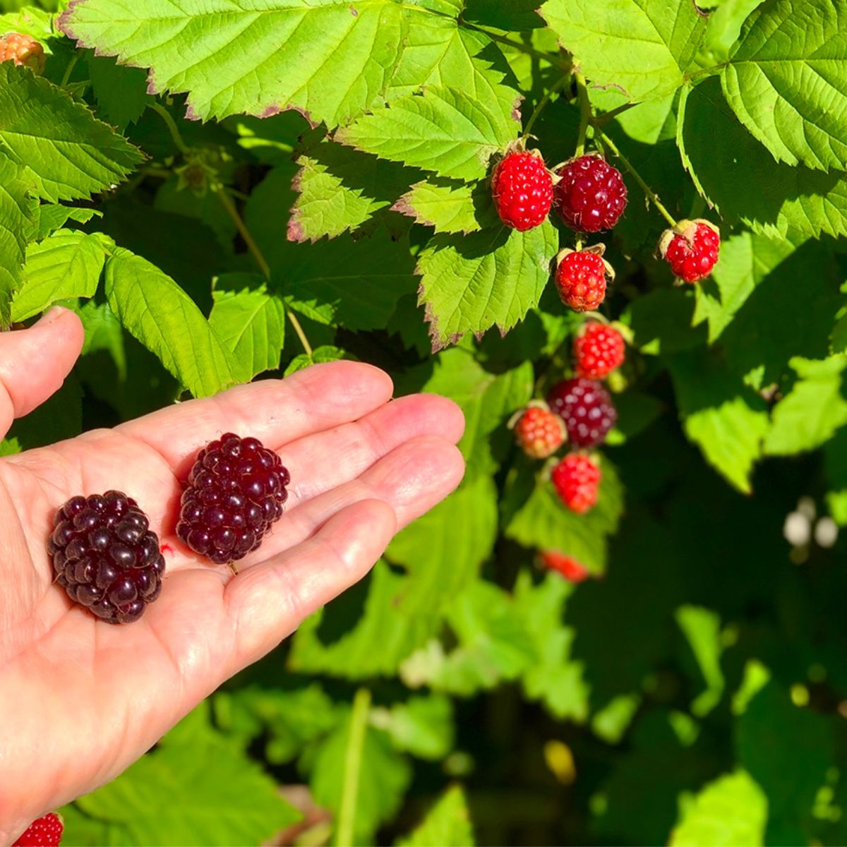A hand holding two ripe boysenberries and a boysenberry vine in the background.